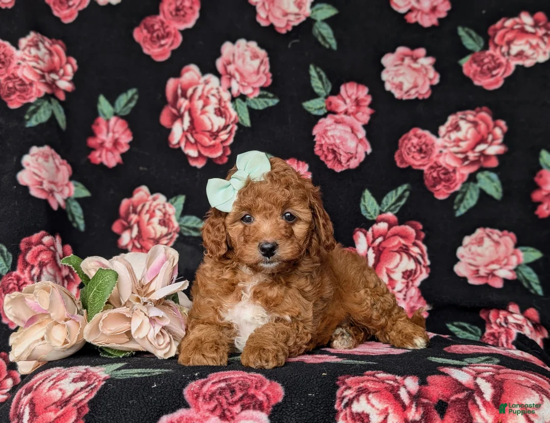 Mini Goldendoodle dogs for sale: Tawnie 9 lbs Full Grown - Ad 6