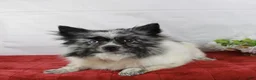 Pomeranian dogs for sale: Pomeranian 2 - Ad 4