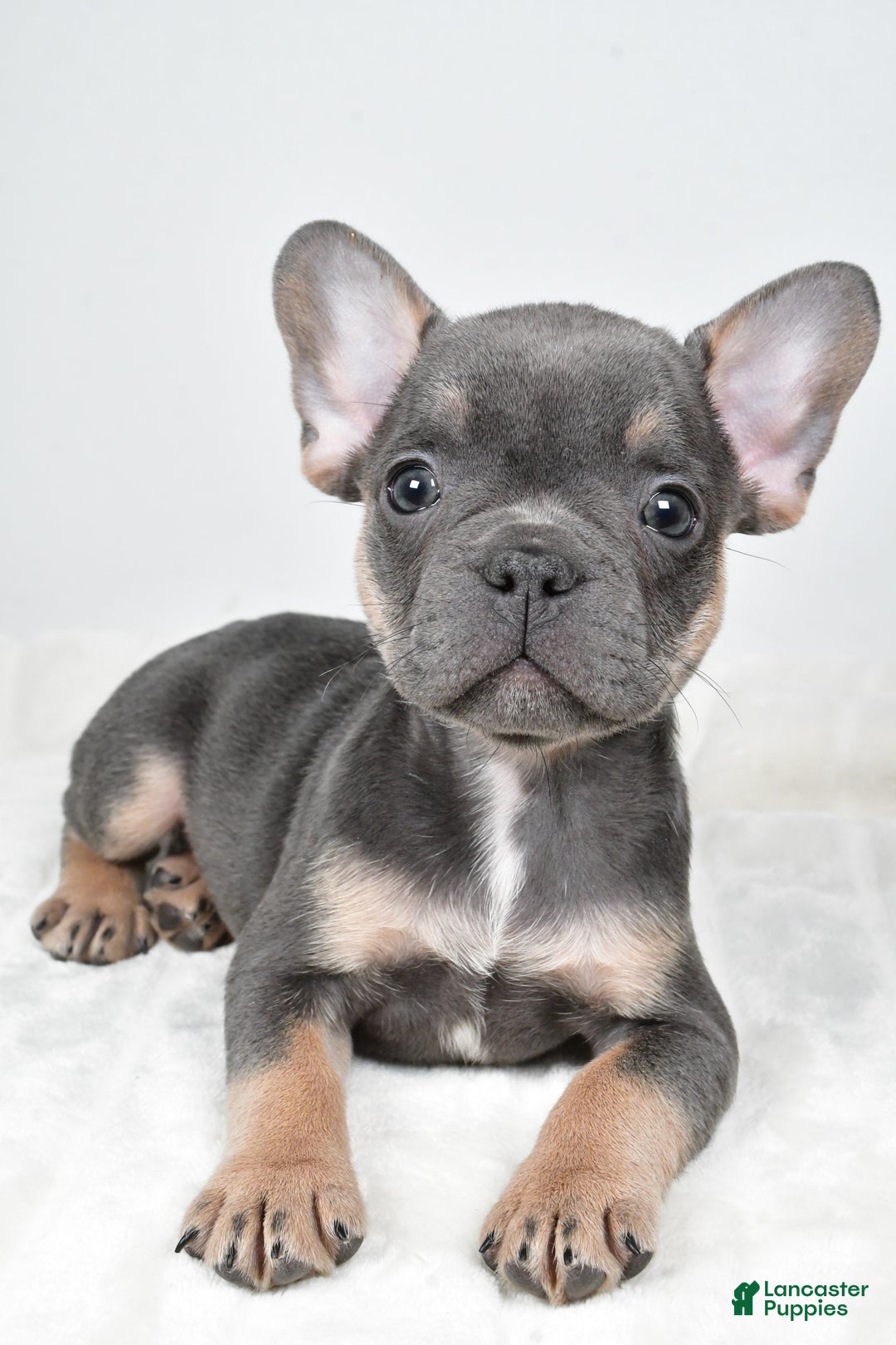 French Bulldog dogs for sale: Finley - Ad 4