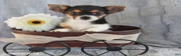 Yorkshire Terrier dogs for sale: Candy Teacup - Ad 3