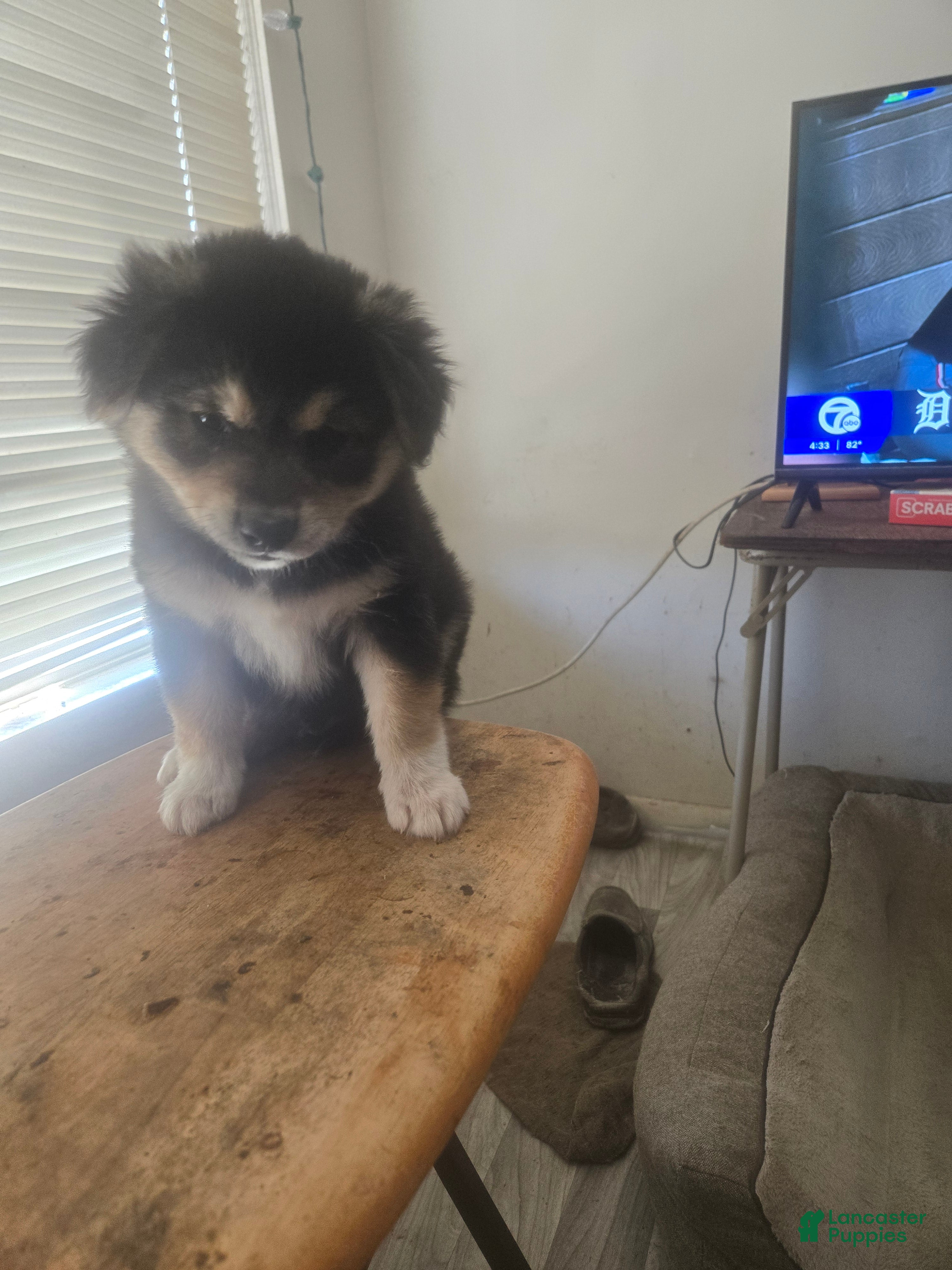 Mixed Breed dogs Big Bear - Ad 37