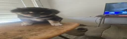 Mixed Breed dogs for sale: Big Bear - Ad 1