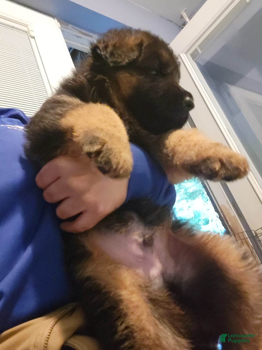 Gallery Image {{count}}