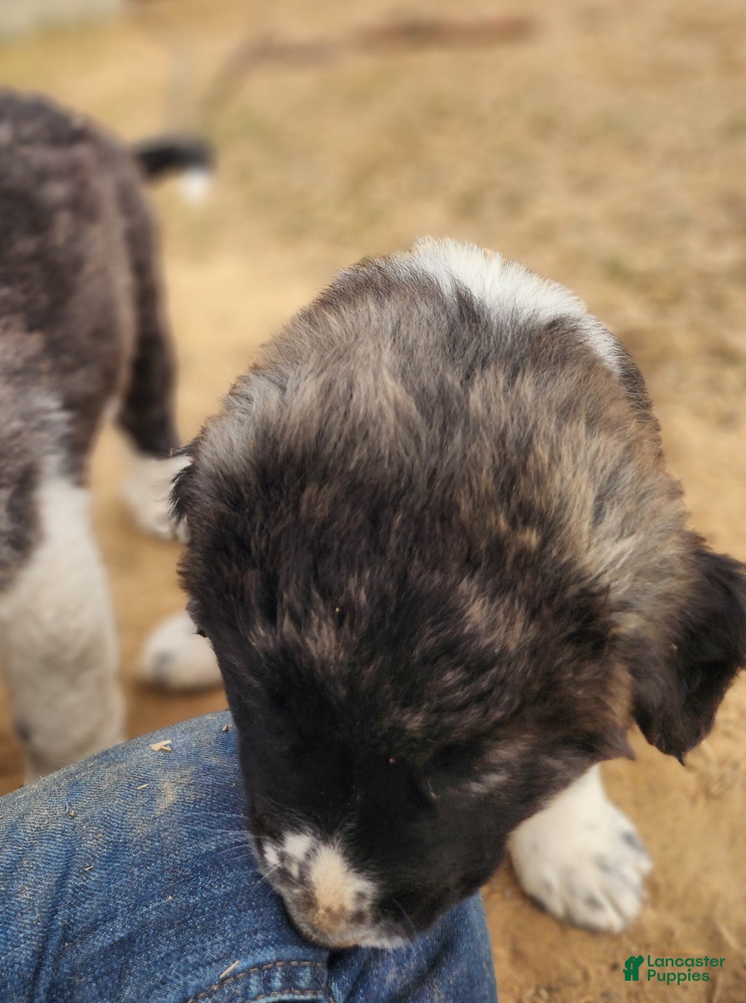 Anatolian Shepherd dogs for sale: Zena 2025 F1 ASD puppy - Ad 18