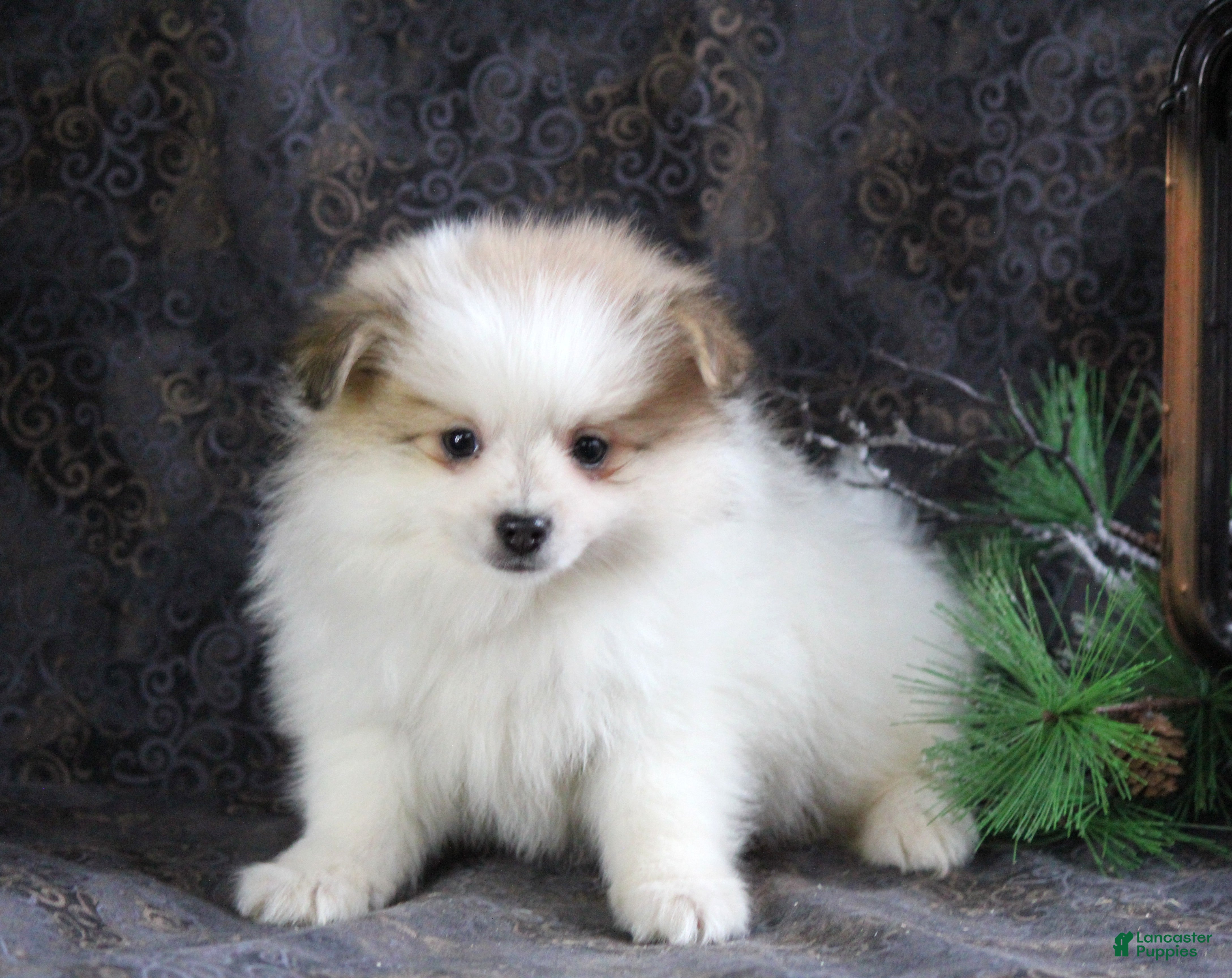 Pomeranian dogs Pete - Ad 6
