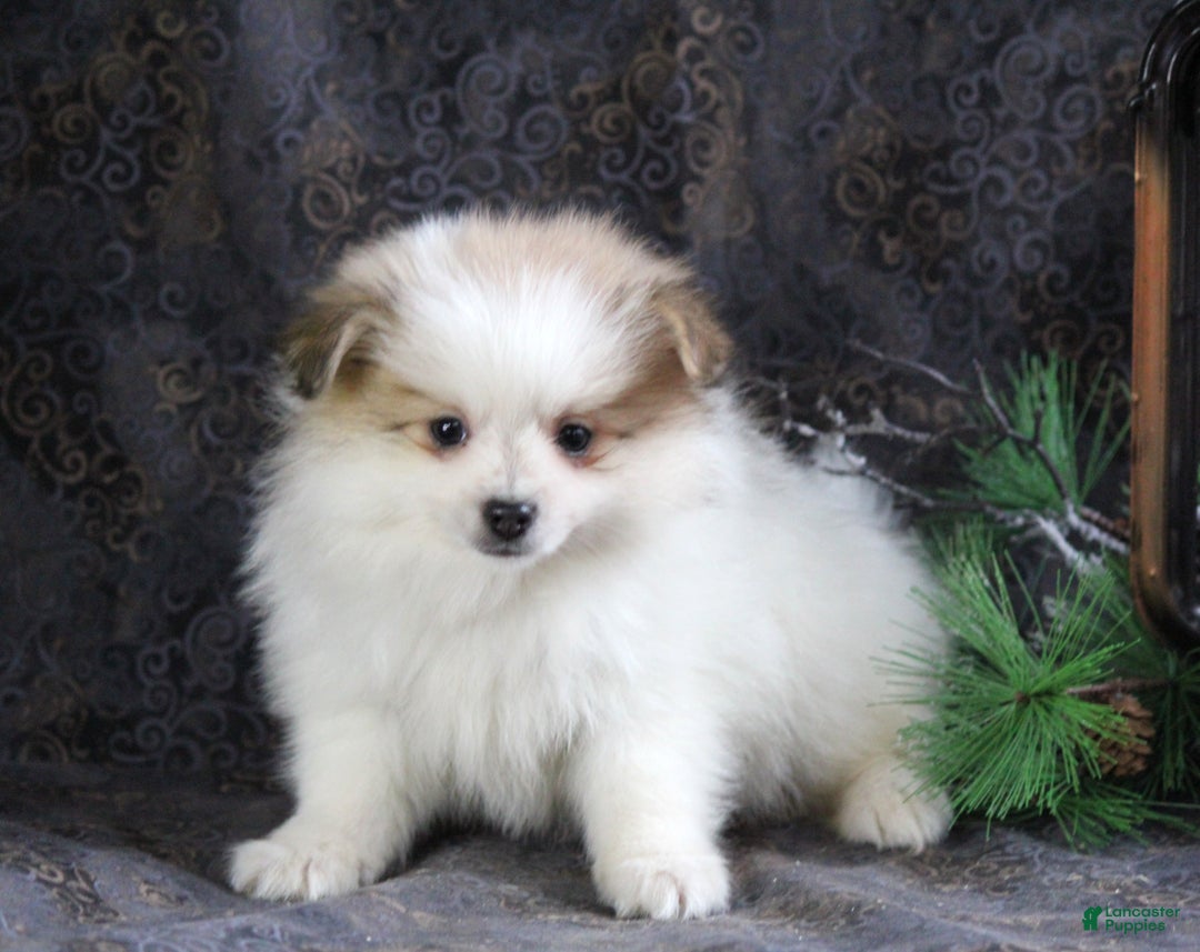 Pomeranian dogs for sale: Pete - Ad 1