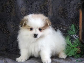 Pomeranian dogs Pete - Ad 26