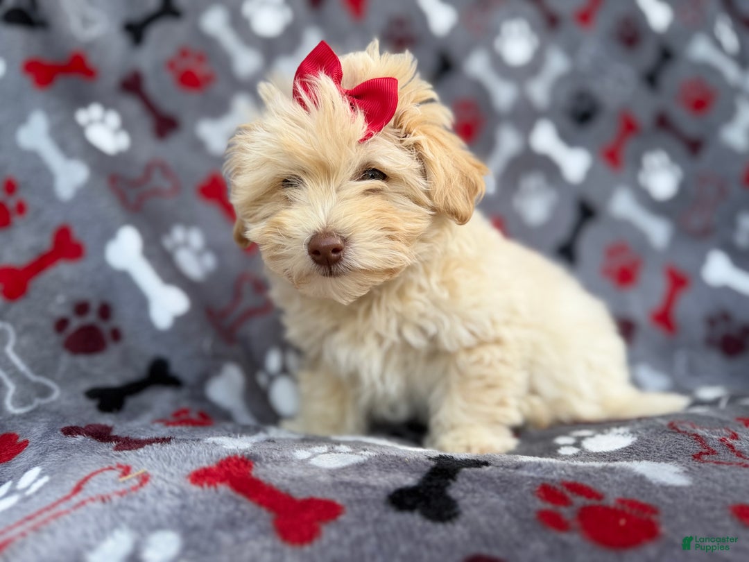 Havapoo dogs for sale: Faith - Ad 3