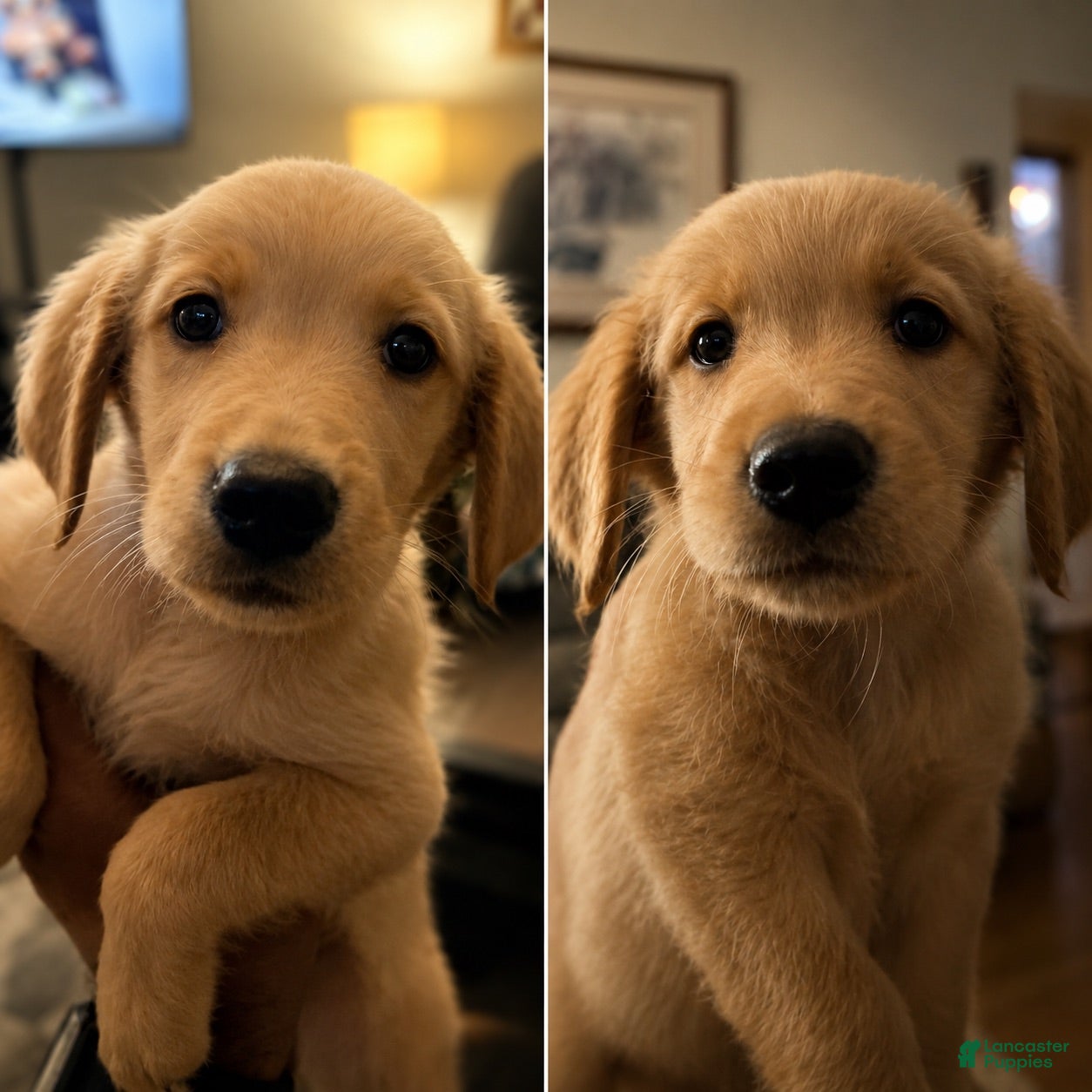 Mixed Breed dogs for sale: Mixed Breed 6 - Ad 1