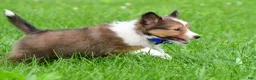 Shetland Sheepdog dogs for sale: Kevin - Ad 11