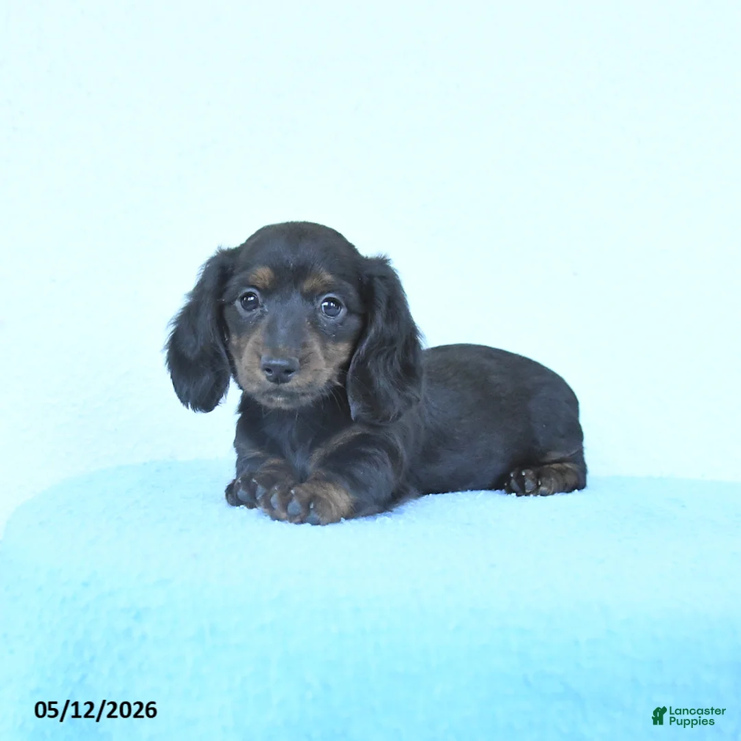Miniature Dachshund dogs for sale: Petunia - Ad 2