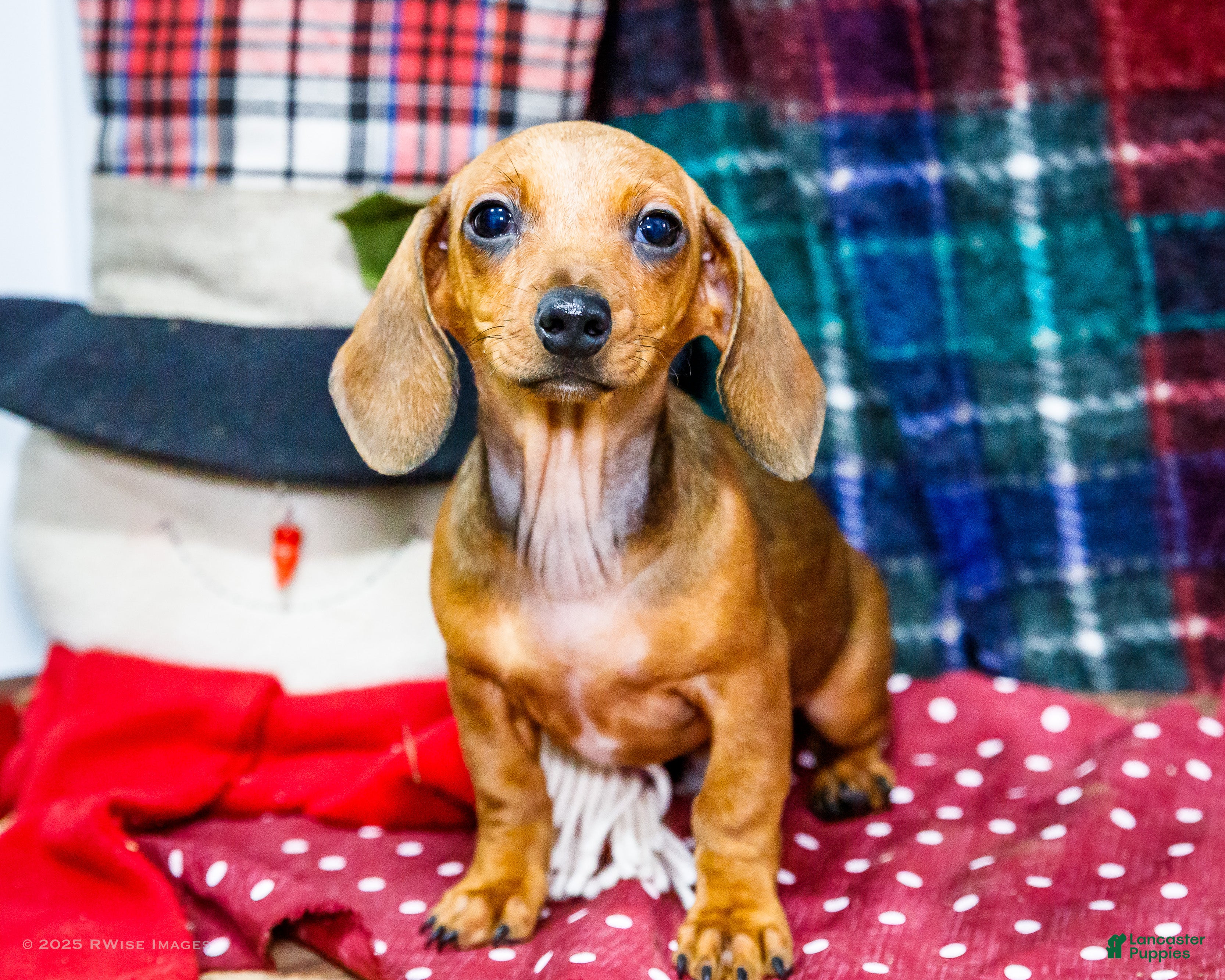 Miniature Dachshund dogs Tucker - Ad 16