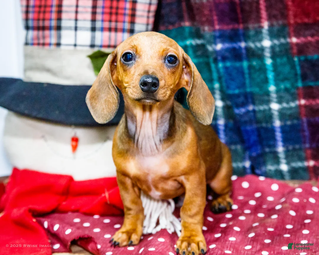 Miniature Dachshund dogs for sale: Tucker - Ad 1