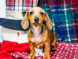 Miniature Dachshund dogs Tucker - Ad 16