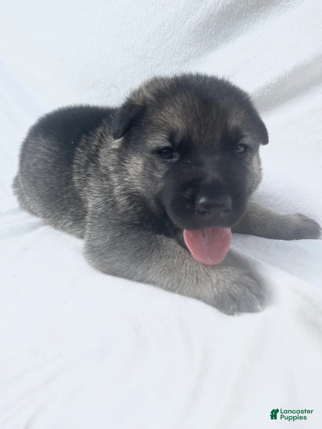 German Shepherd dogs for sale: Bear - Ad 1