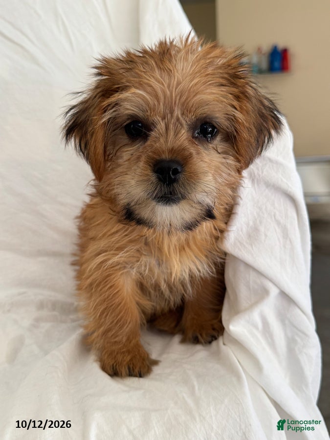 Shorkie dogs Liz - Ad 2