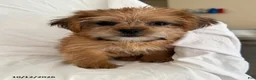Shorkie dogs for sale: Liz - Ad 2