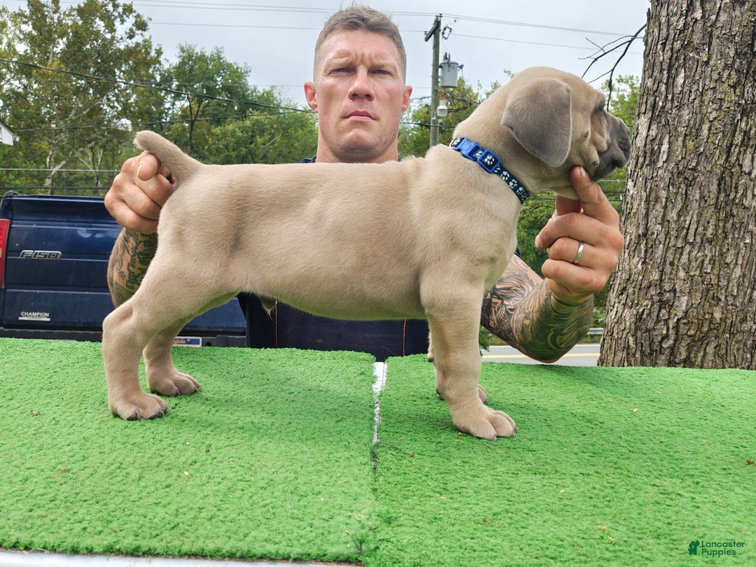 Cane Corso dogs for sale: Cane Corso Puppy 3 - Navy - Ad 2