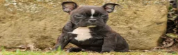 Frenchton dogs for sale: BUDDY - Ad 1