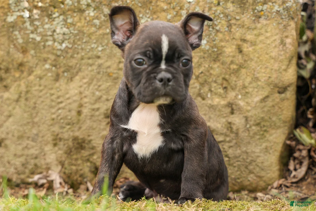 Frenchton dogs for sale: BUDDY - Ad 1