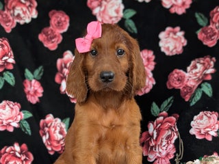 Irish Setter dogs - Ad 15