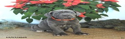 Cane Corso dogs for sale: Flame - Ad 1