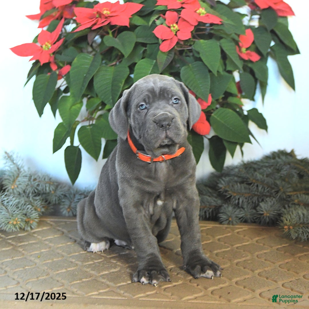 Cane Corso dogs for sale: Flame - Ad 1