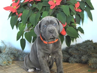 Cane Corso dogs Flame - Ad 15