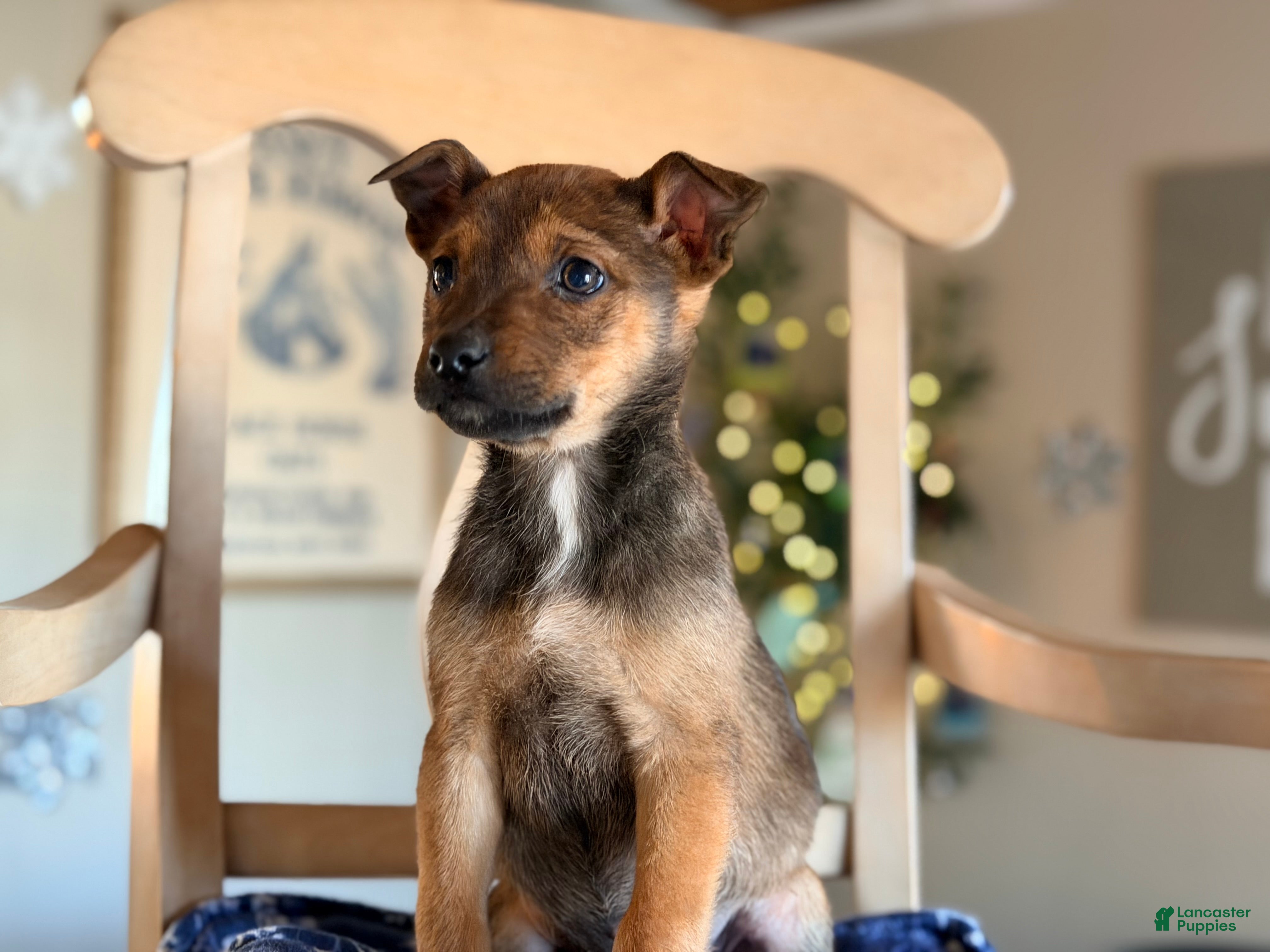 Mixed Breed dogs Mixed Breed Puppy 4 - Ad 17