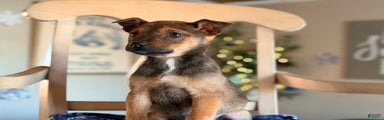 Mixed Breed Puppy 4