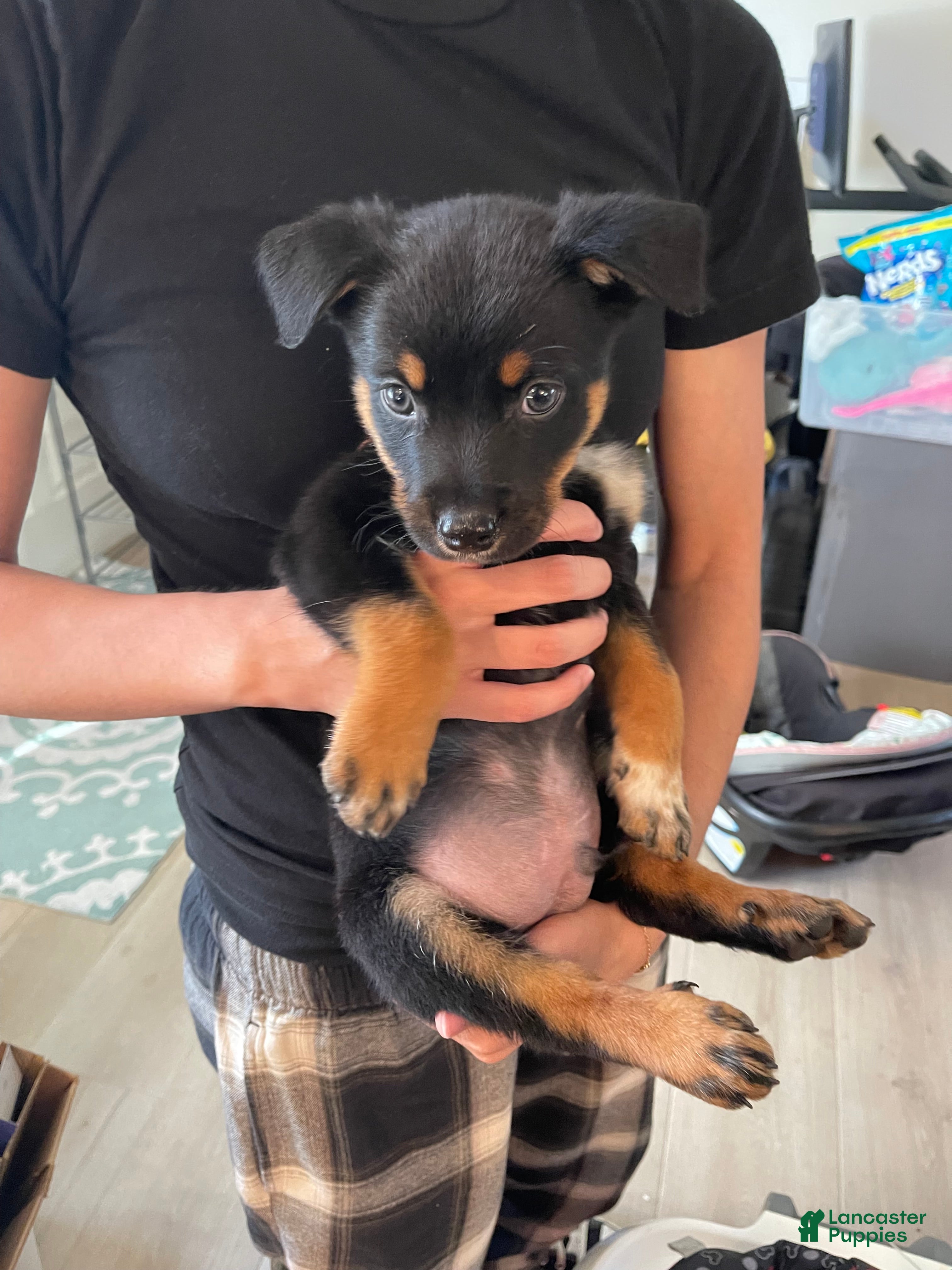 Mixed Breed dogs for sale: boy 3 Constantine - Ad 4