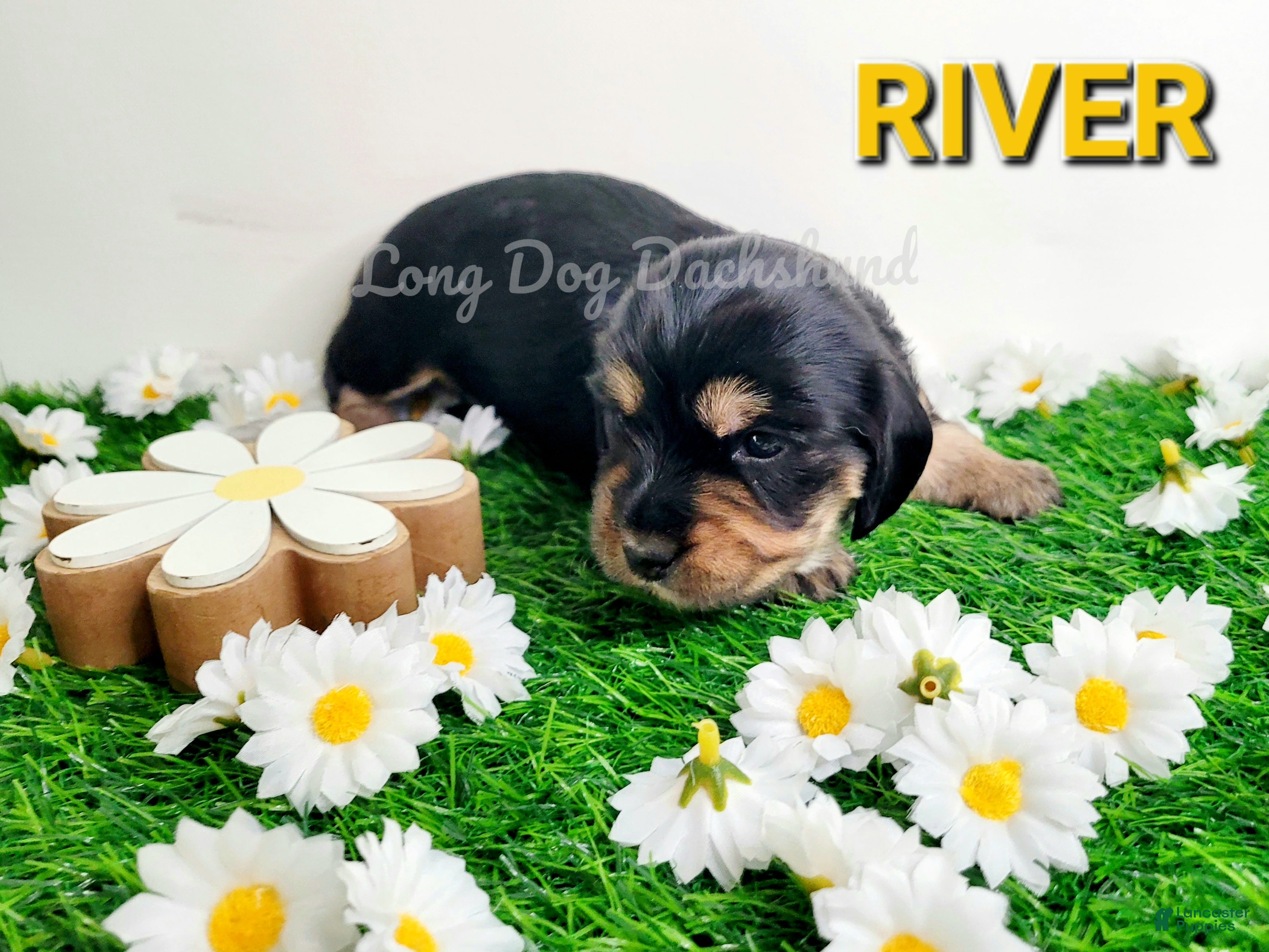 Miniature Dachshund dogs River - Ad 5
