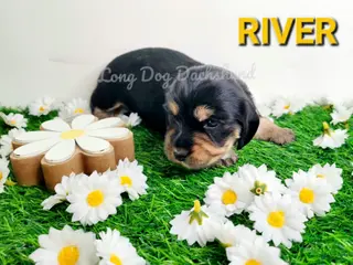 Miniature Dachshund dogs River - Ad 5
