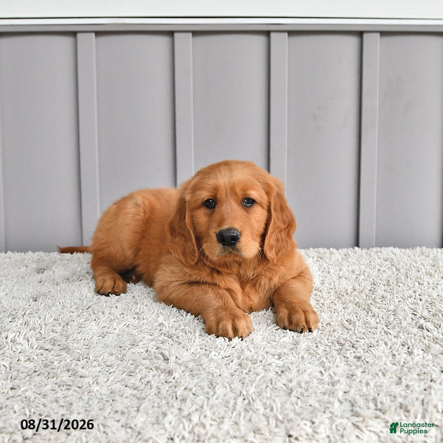 Golden Retriever dogs Jordan - Ad 1
