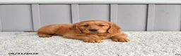 Golden Retriever dogs for sale: Jordan - Ad 1