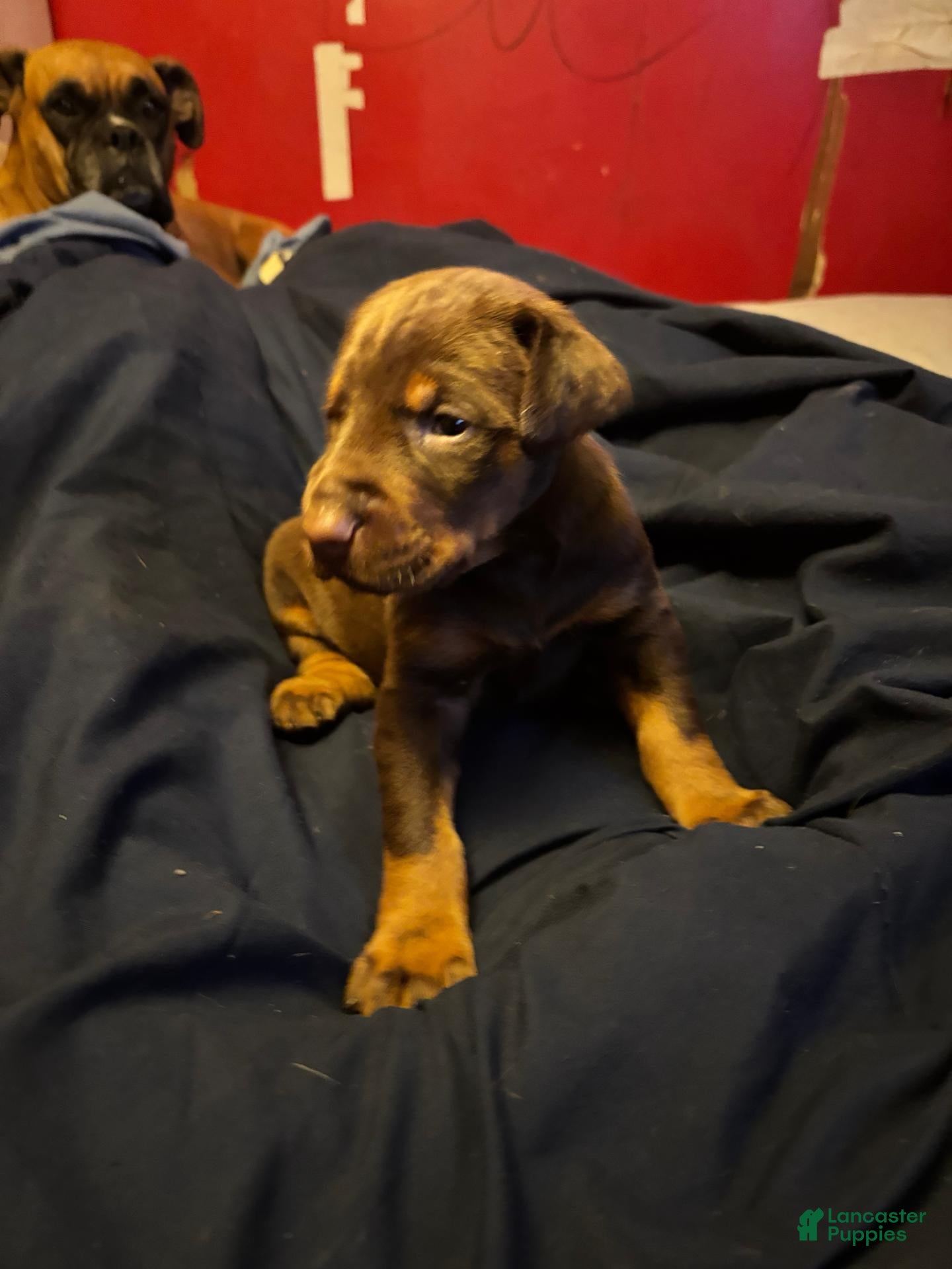 Doberman Pinscher dogs for sale: Doberman Pinscher 2 - Ad 1