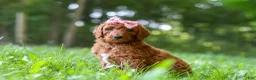 Standard Poodle dogs for sale: Autumn - Ad 3