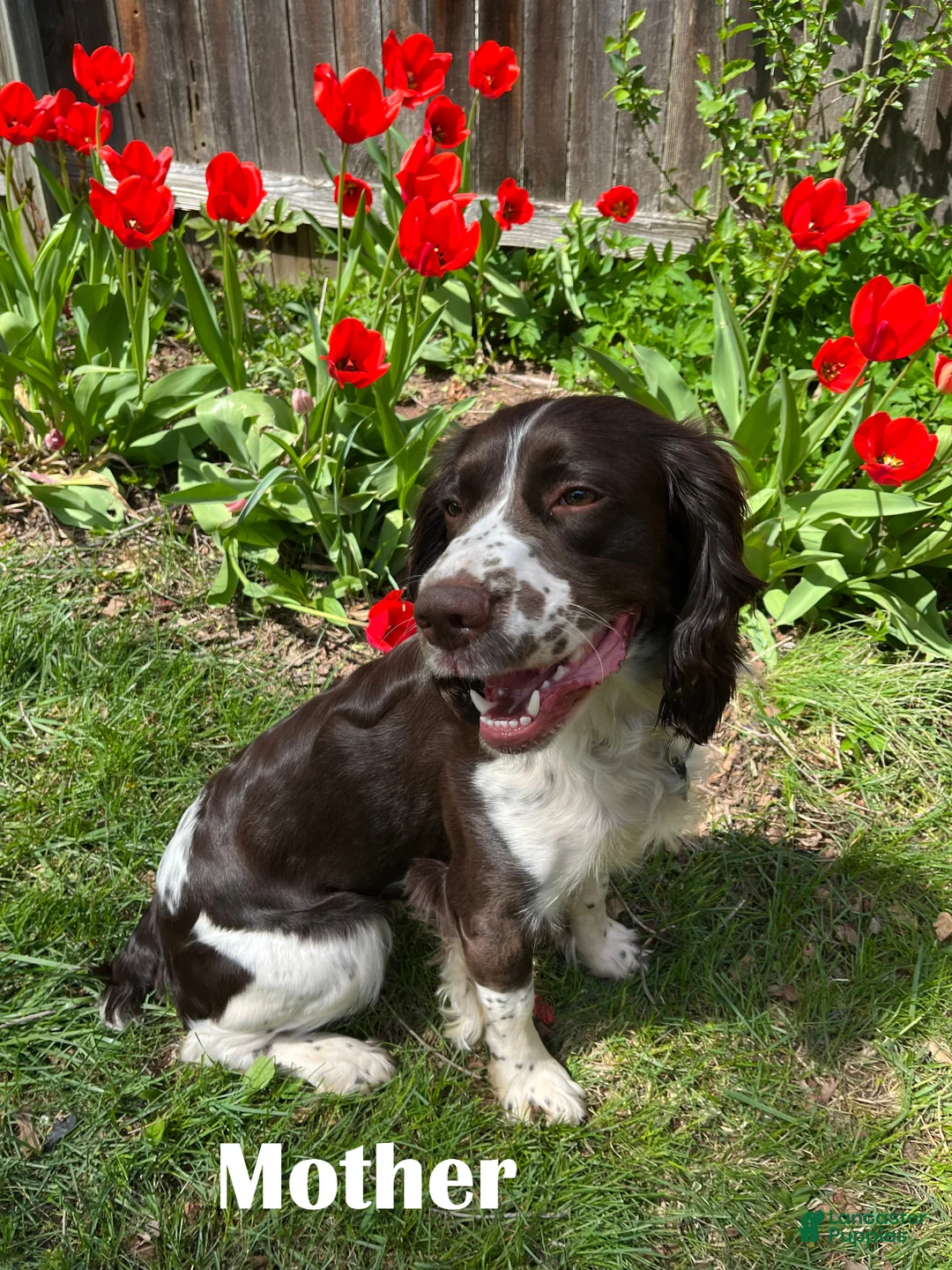 English Springer Spaniel dogs for sale: English Springer Spaniel Puppy - Dotty - Ad 2