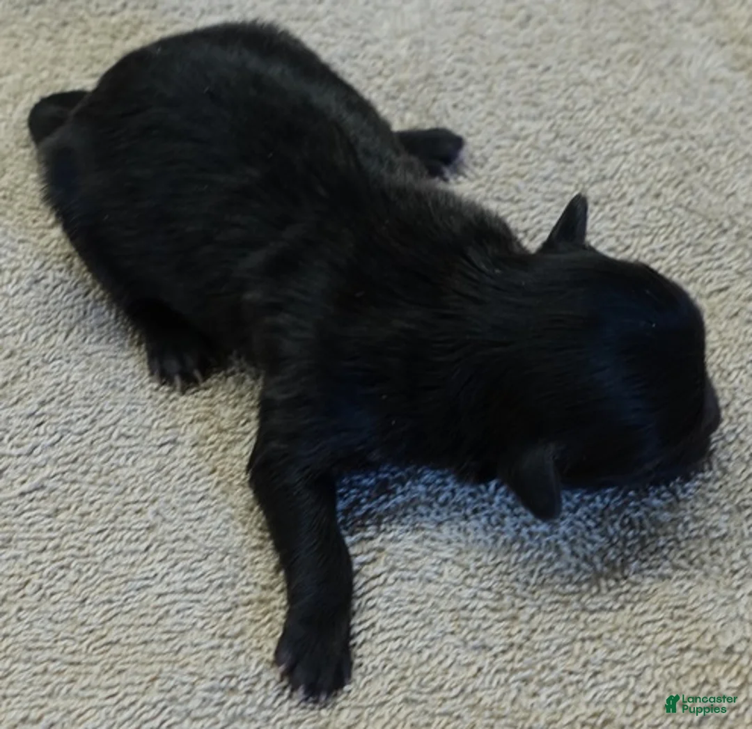 Maltipoo dogs for sale: Tug - Ad 1