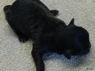 Maltipoo dogs Tug - Ad 11