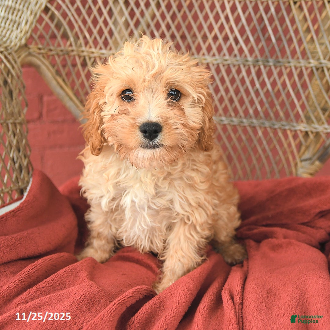 Cavapoo dogs for sale: Dixie - Ad 4