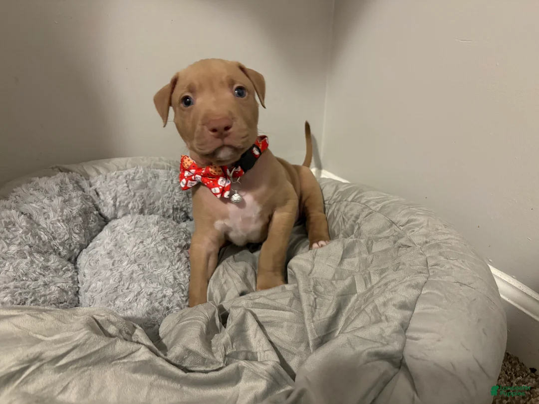 American Pit Bull Terrier dogs for sale: Amber - Ad 19