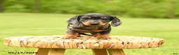 Dachshund dogs for sale: Arabella - Ad 4