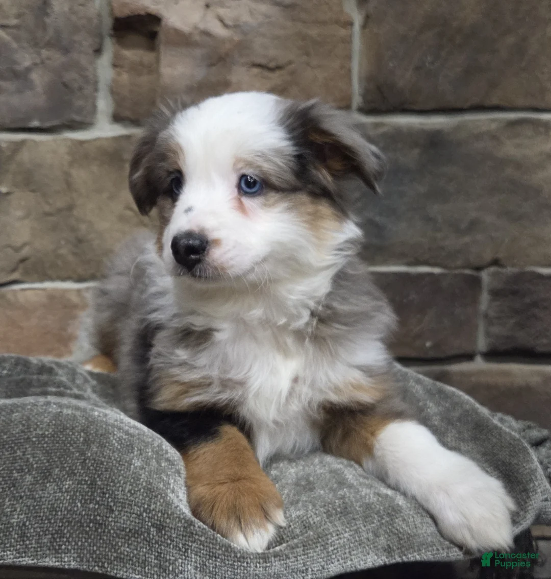 Miniature Australian Shepherd dogs for sale: Lola - Ad 3