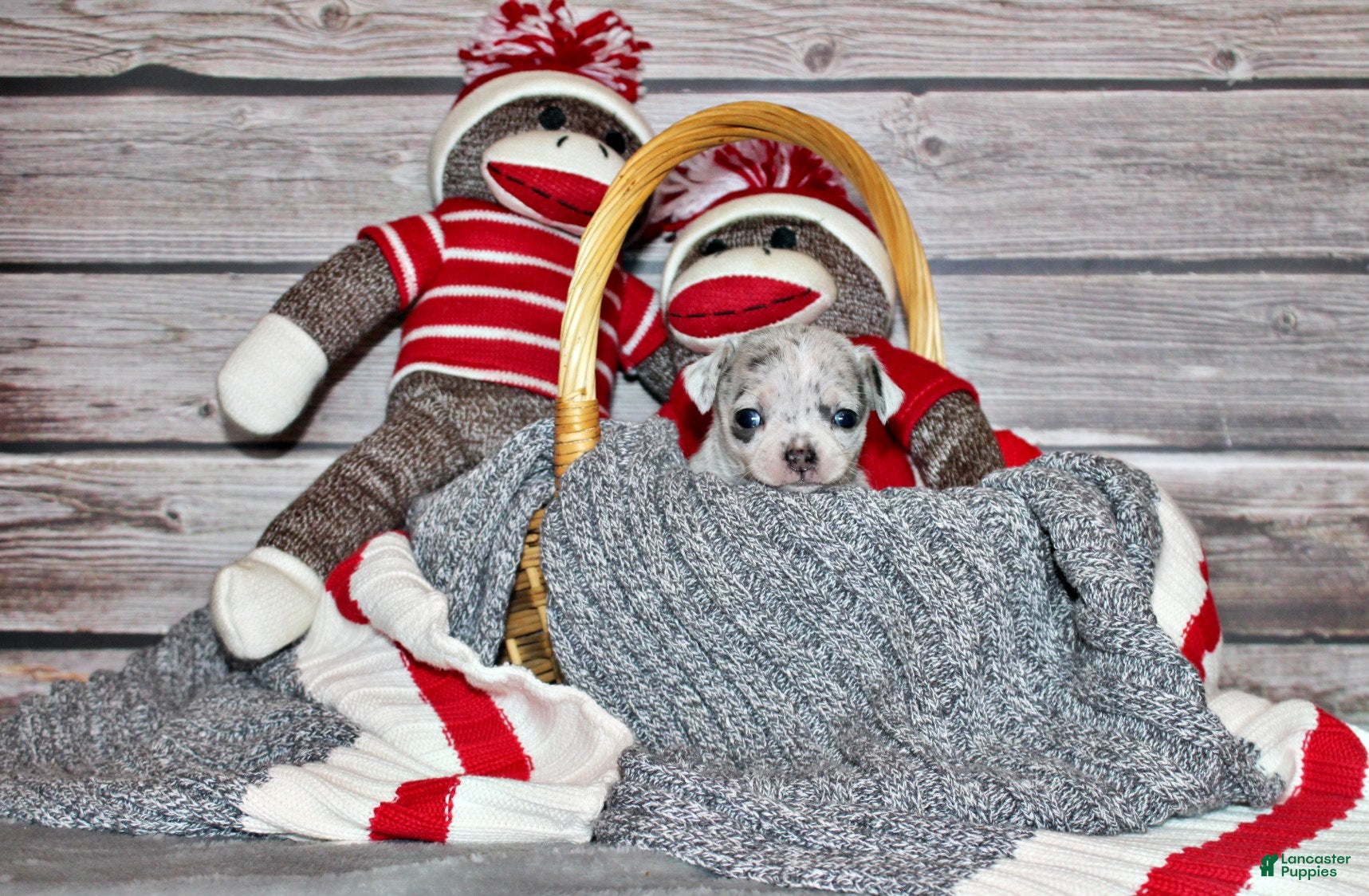 Chihuahua dogs Music - Ad 2