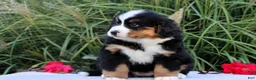 Bernese Mountain Dog dogs for sale: Lyndon AKC - Ad 3