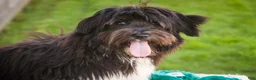 Havanese dogs for sale: Oreo - Ad 5