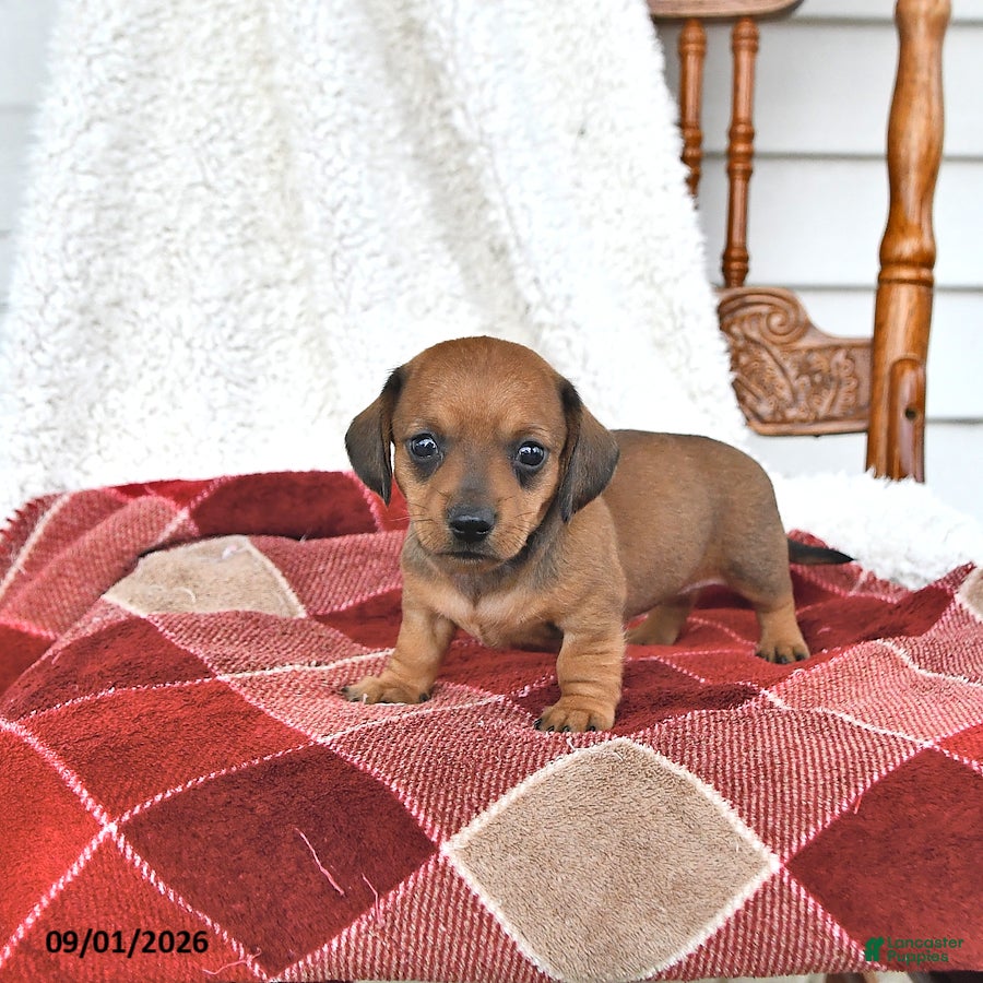 Miniature Dachshund dogs Callie - Ad 1