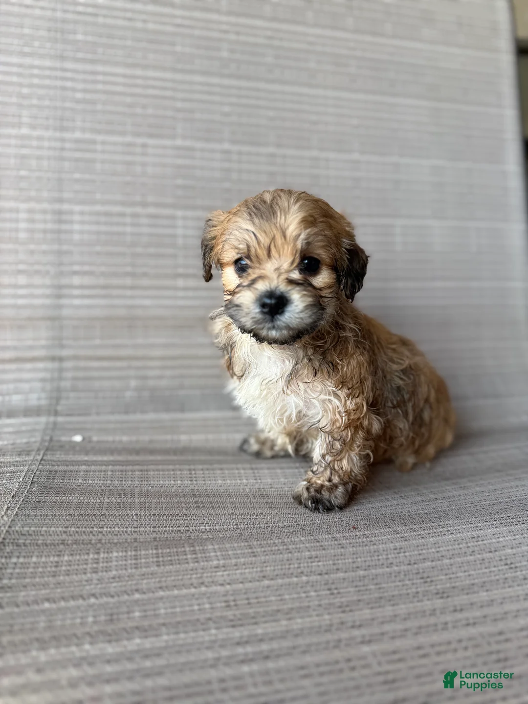 Maltipoo dogs for sale: Brownie  - Ad 2