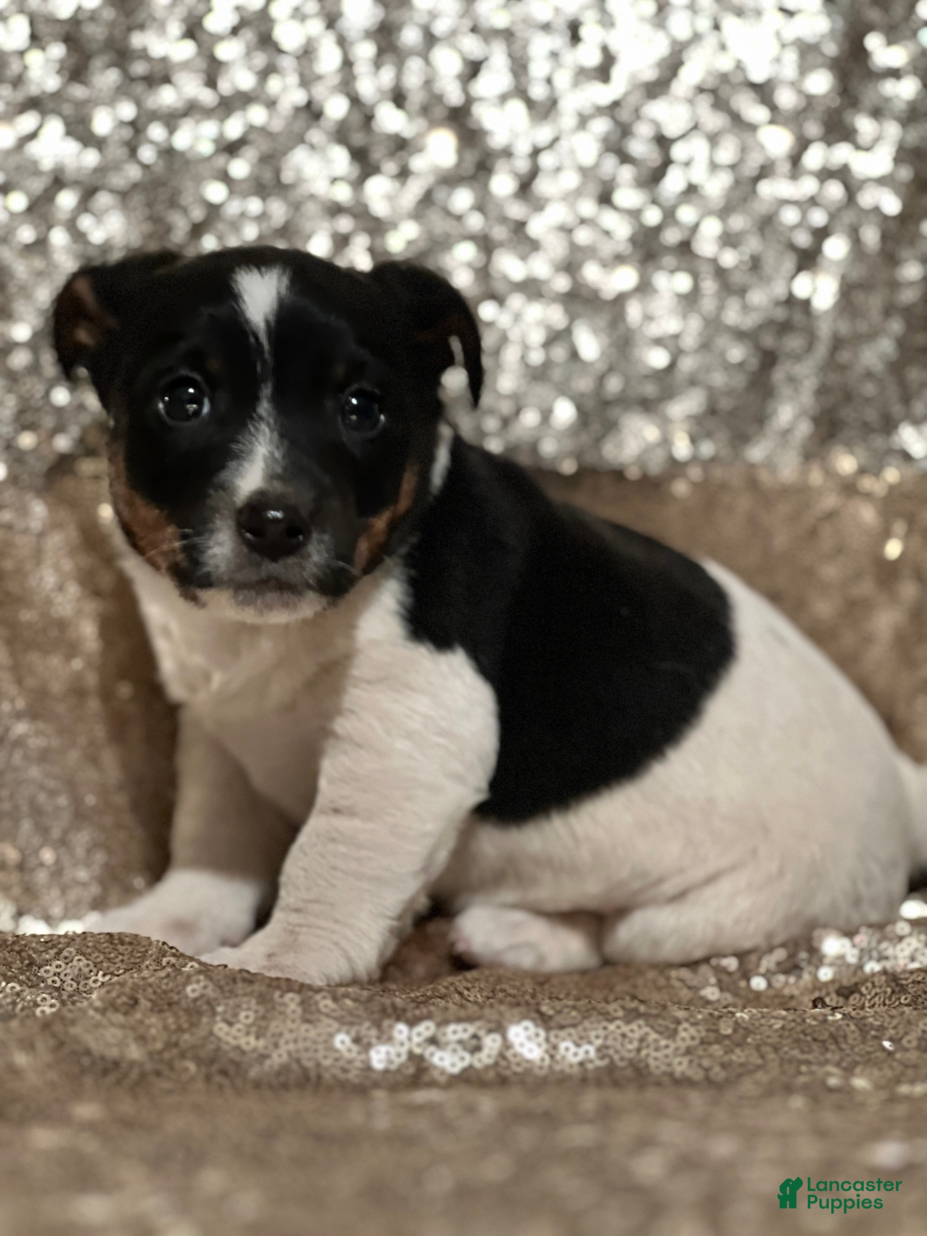 Jack Russell Terrier dogs Apollo - Ad 22